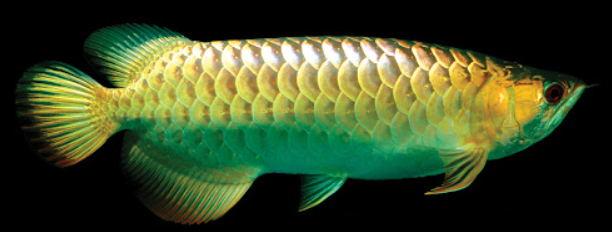 24 K Arowana 9"-10"