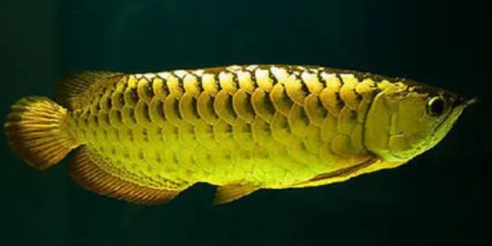 AROWANA