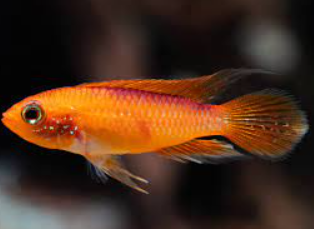 Agassiz Fire red