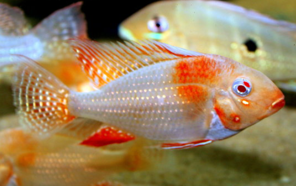 Albino Heckeli 4"+