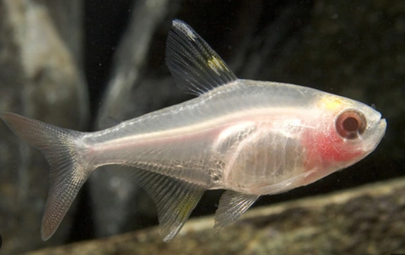 Albino Pristela.
