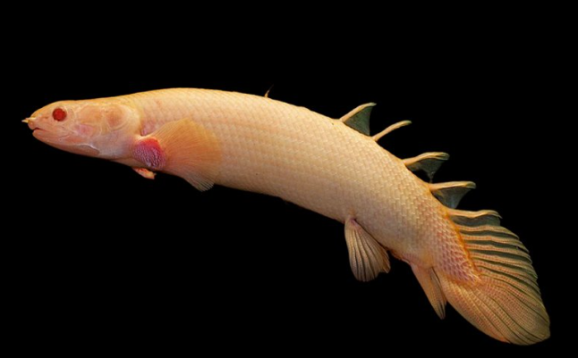 Albino Senegal