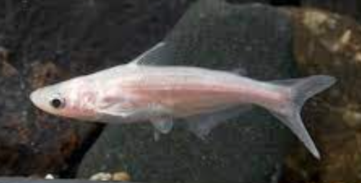 Albino Tiger Shark