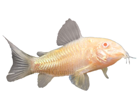 Albinow Cory