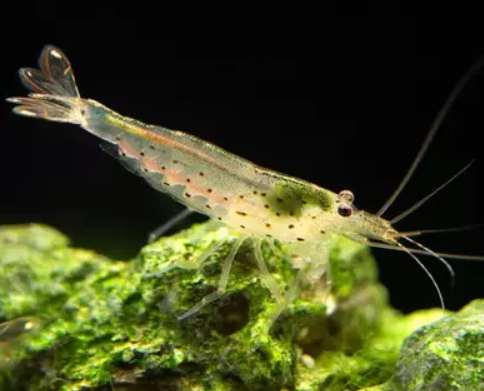 Amano Shrimp XL