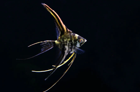 Assorted Veil Angelfish