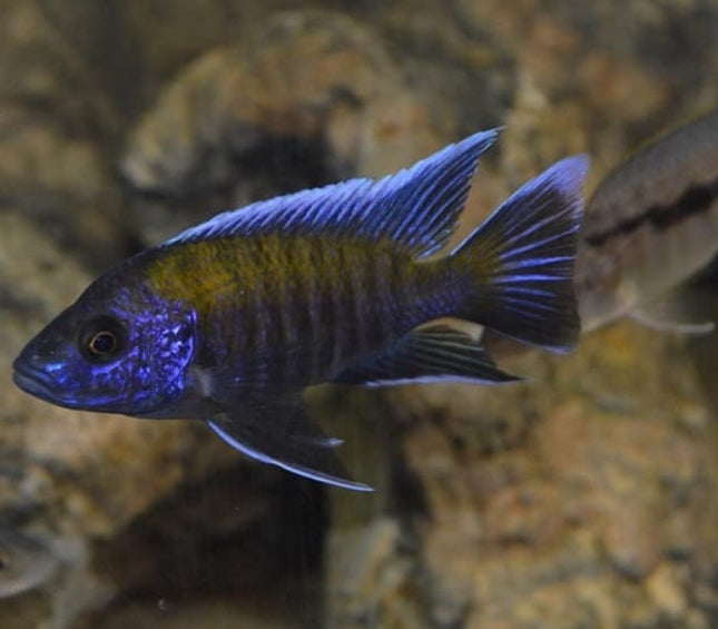 Aristochromis deep Aulonocara walteri
