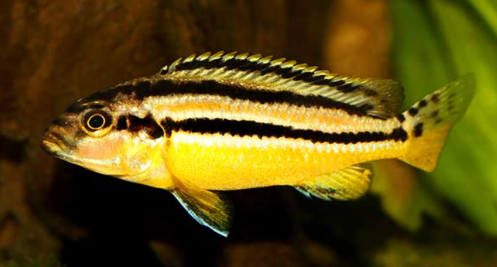 Golden Aurtaus Cichlid