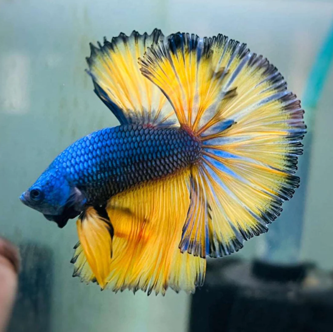 Betta Fish Dual tone