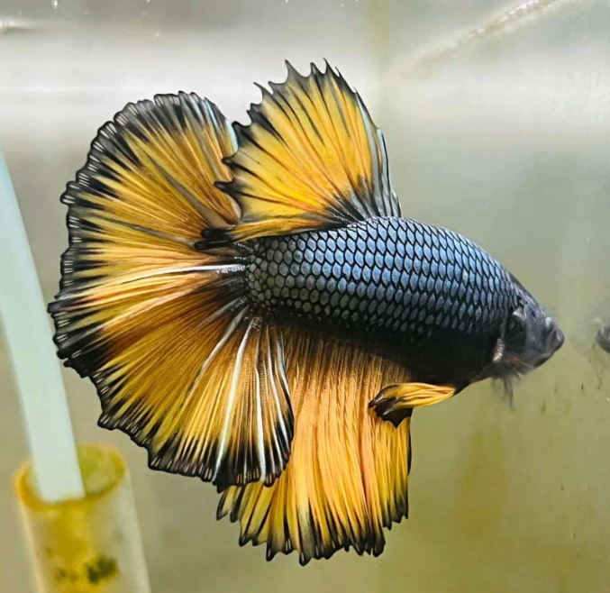 Betta Fish Dual tone