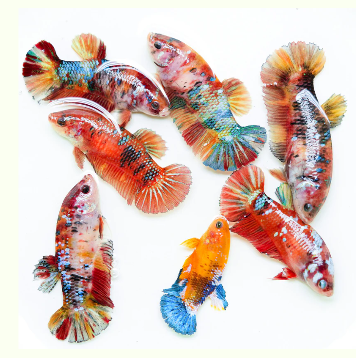 Female Nemo Candy