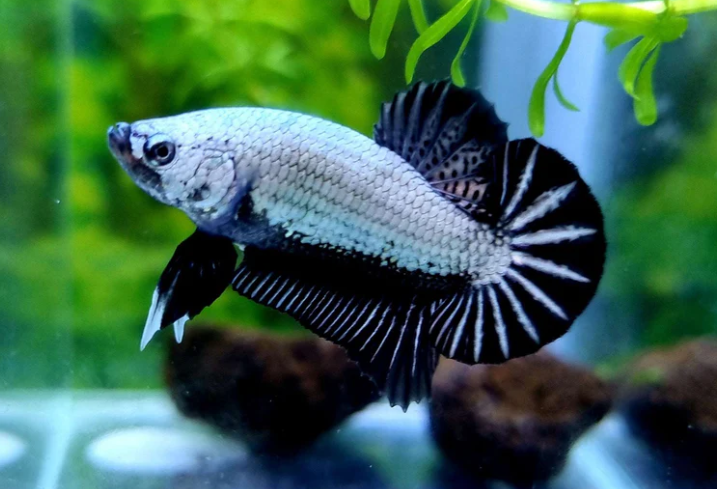 Betta Fish SAMURAI