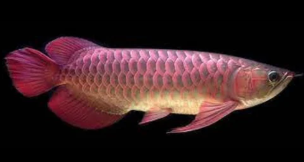 Banjar Red Arowana 6"-7"