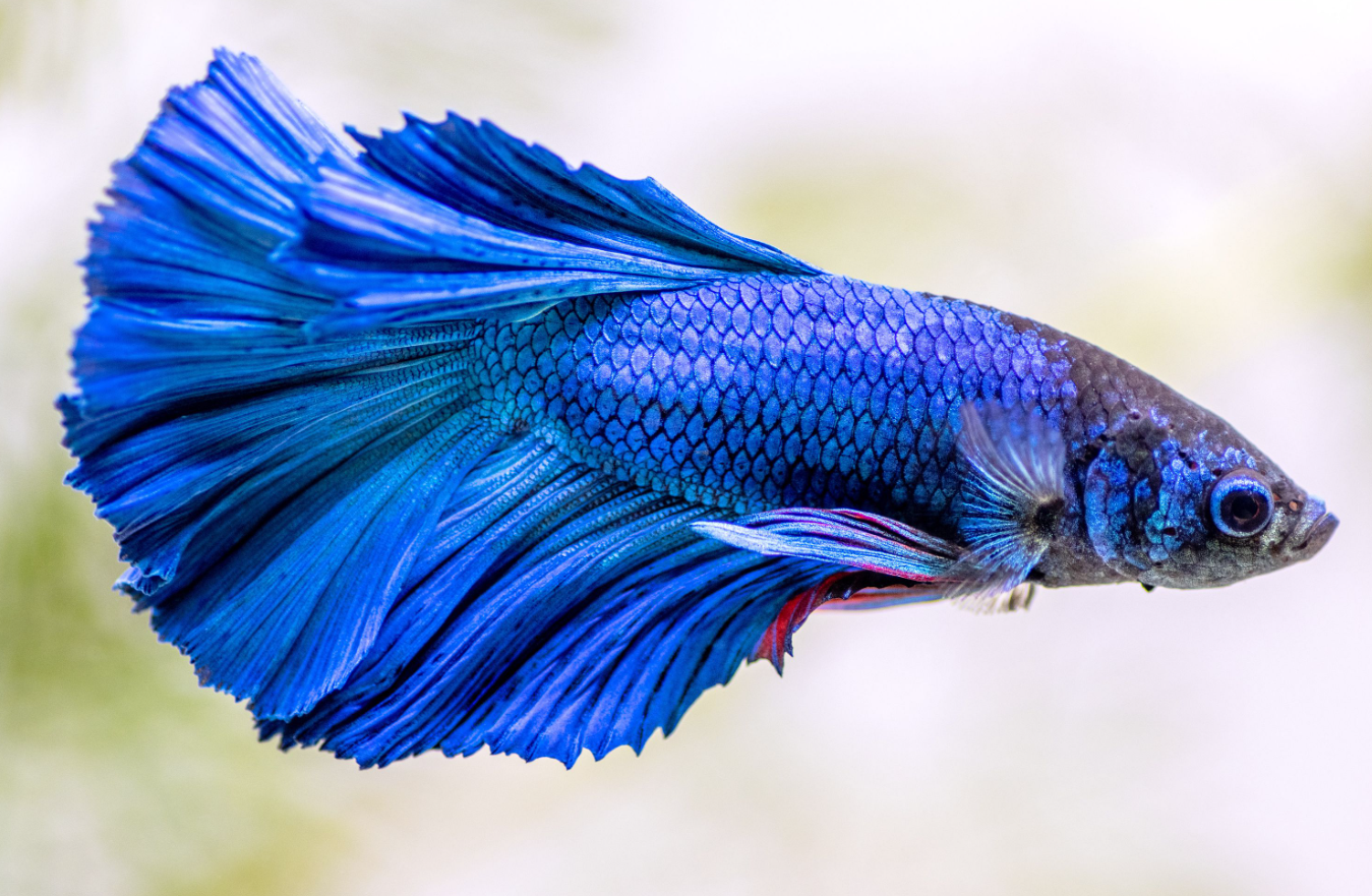 Betta's