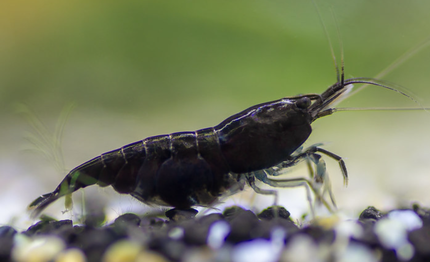 Black Shrimp
