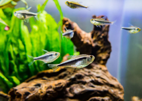 Black Neon Tetra