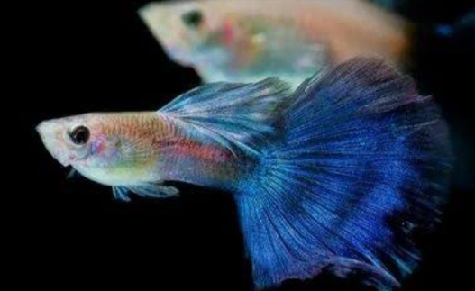 Blue Diamond Guppy