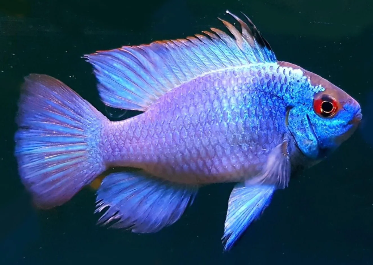 Blue Ram