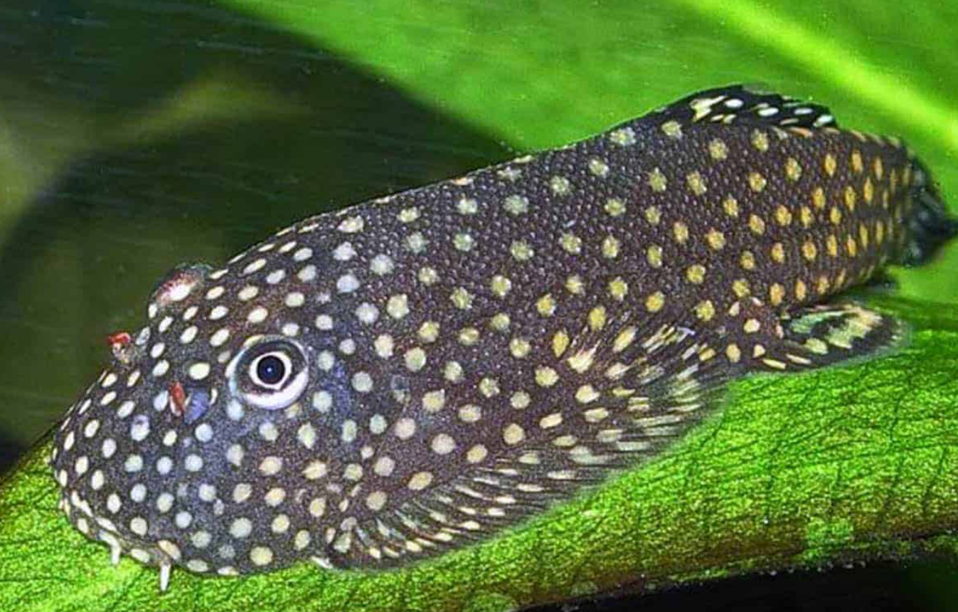 Borneo Sucker