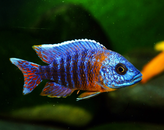 Red Kadango Cichlid 3"