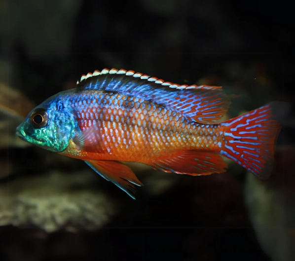 Red Empress Protomelas taeniolatus