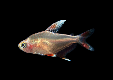 Candy Cane Tetra (Hyphessobrycon sp) ROSY TETRA