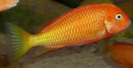 Caramba Redbishop