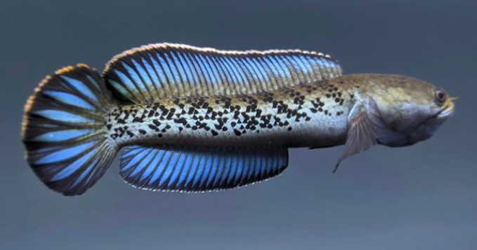 Channa Stewartii 9-10 inches