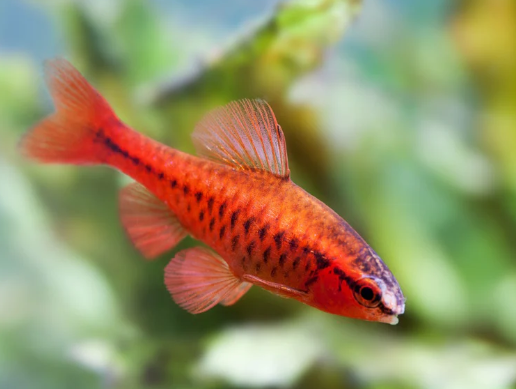 Cherry Barb
