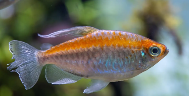 Congo tetra