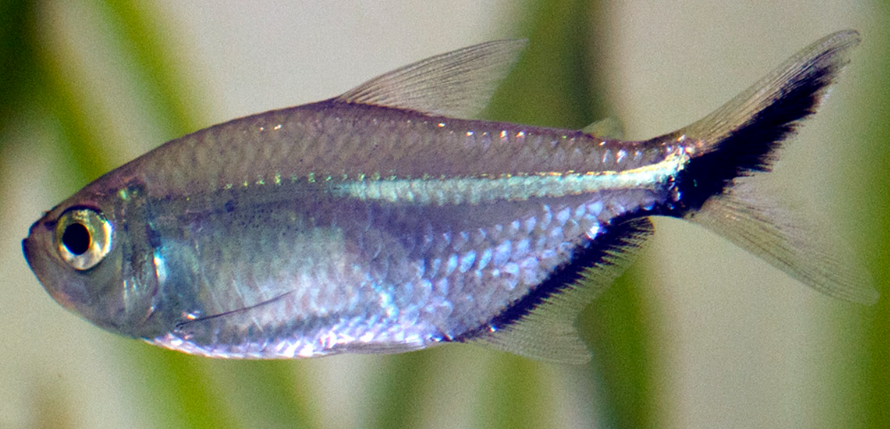 Costea Tetra