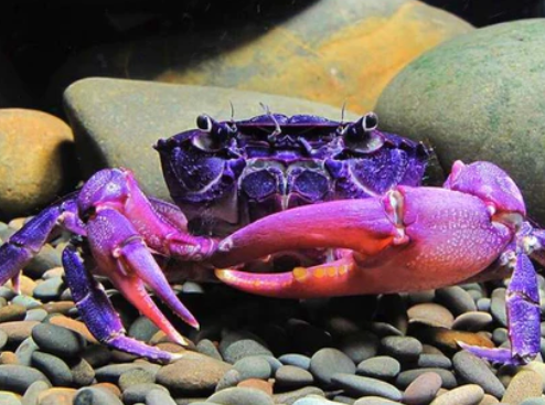 Crab Purple