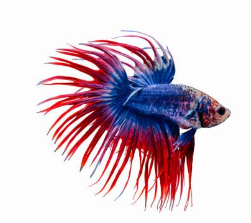 Crown Tail betta