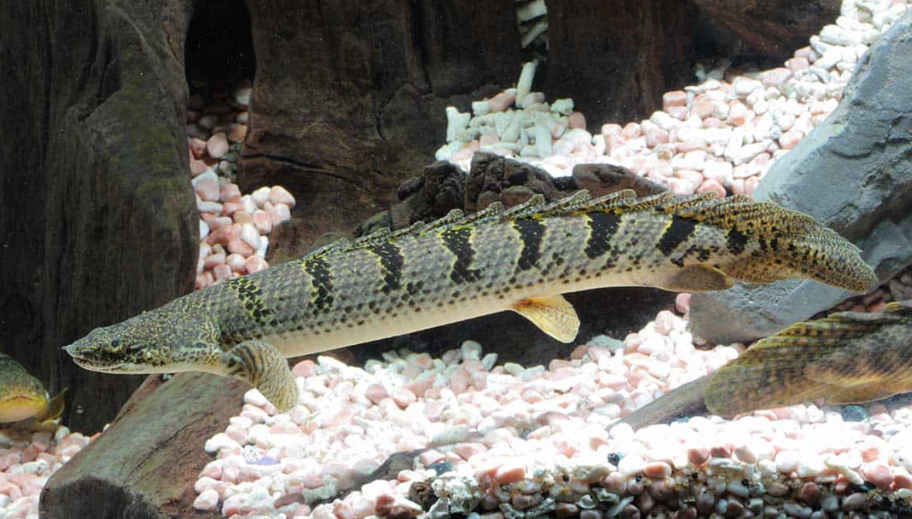 Delhezi Senegal