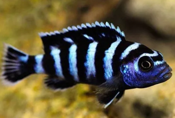 Demosoni Cichlid