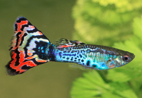 Dragon Chilli Guppy