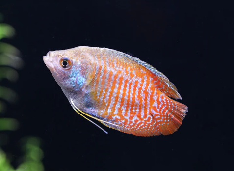Dwarf Gourami