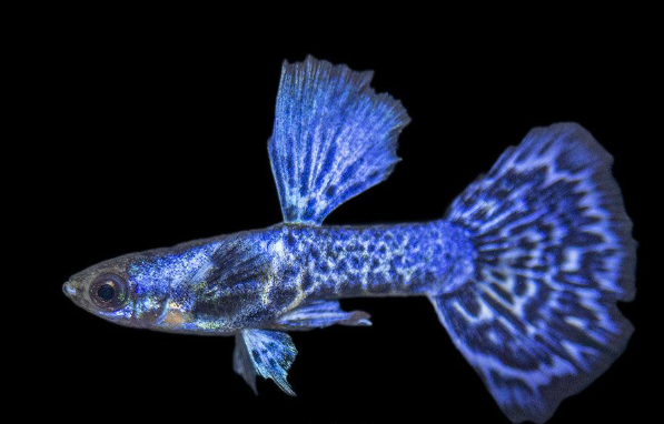 Electric Blue Mosiac Guppy