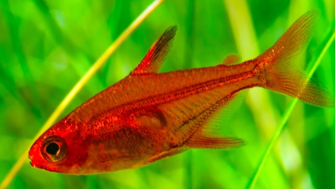 Ember Tetra