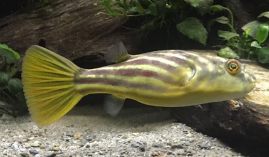Fahaka Puffer