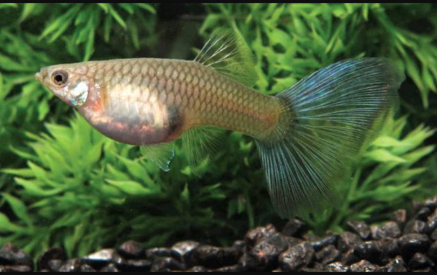 Female Mixed Guppies Jumbo