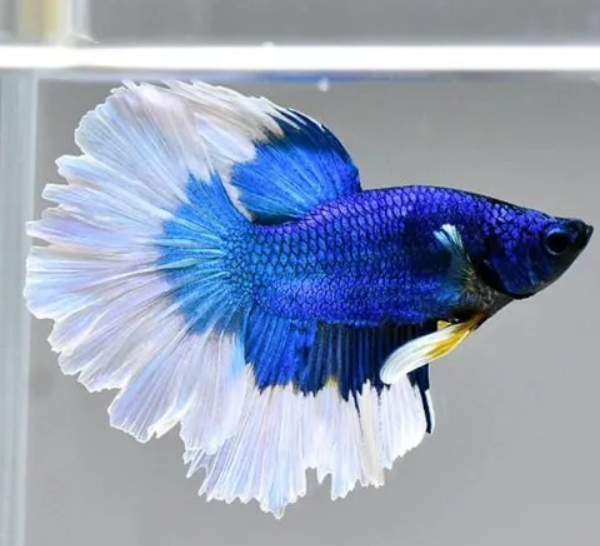Full Moon Betta