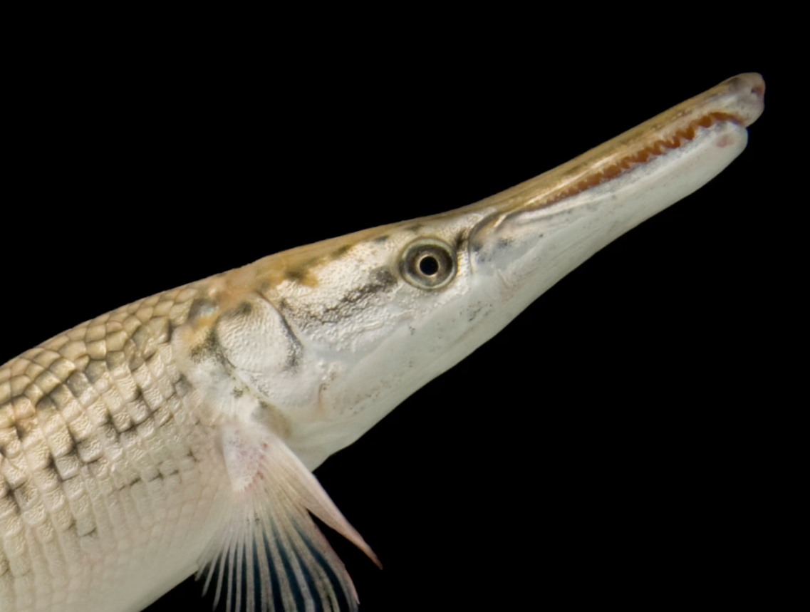 Gaar fish