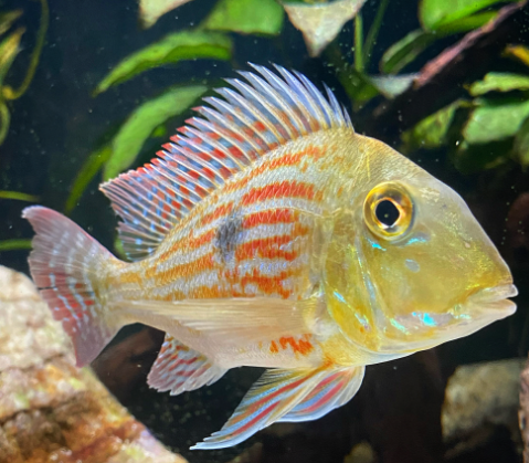 Geophagus Suriname 3"