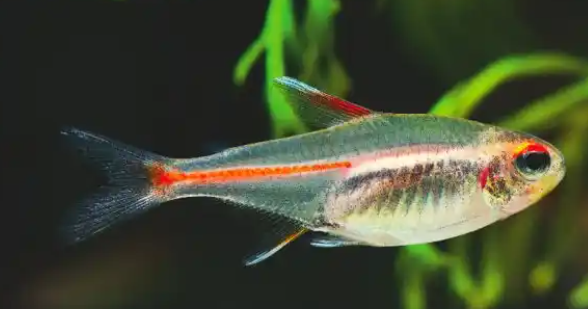 Glow Light Tetra