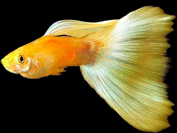 Gold Guppy