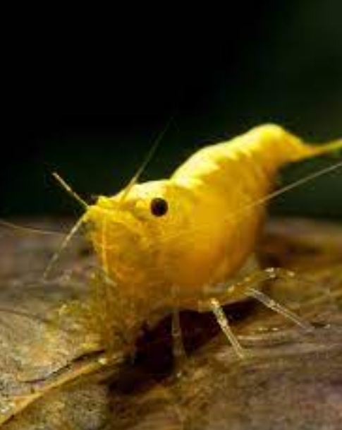 Golden Back Line Shrimp