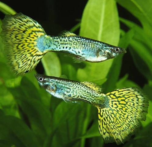 Cobra Guppy