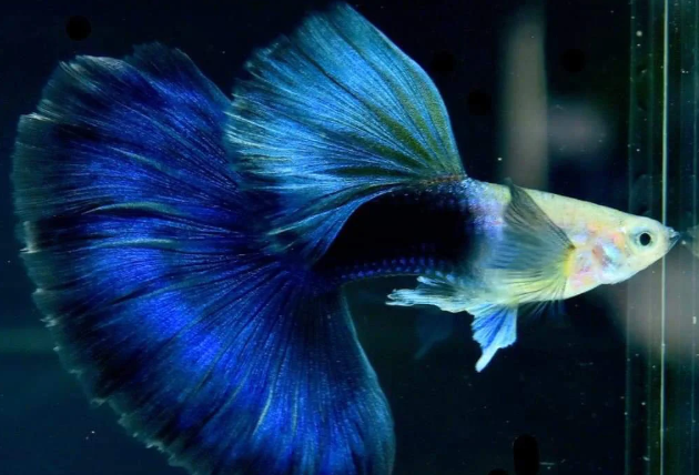 HB Blue Guppy