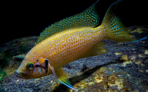 Helianthus Cichlid Neolamprologus helianthus